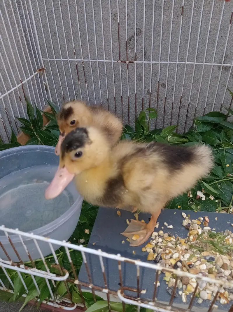 2 Ducks Baby — photo 2