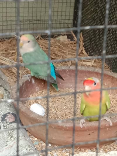 Lovebird|Budgies|Rosie colli