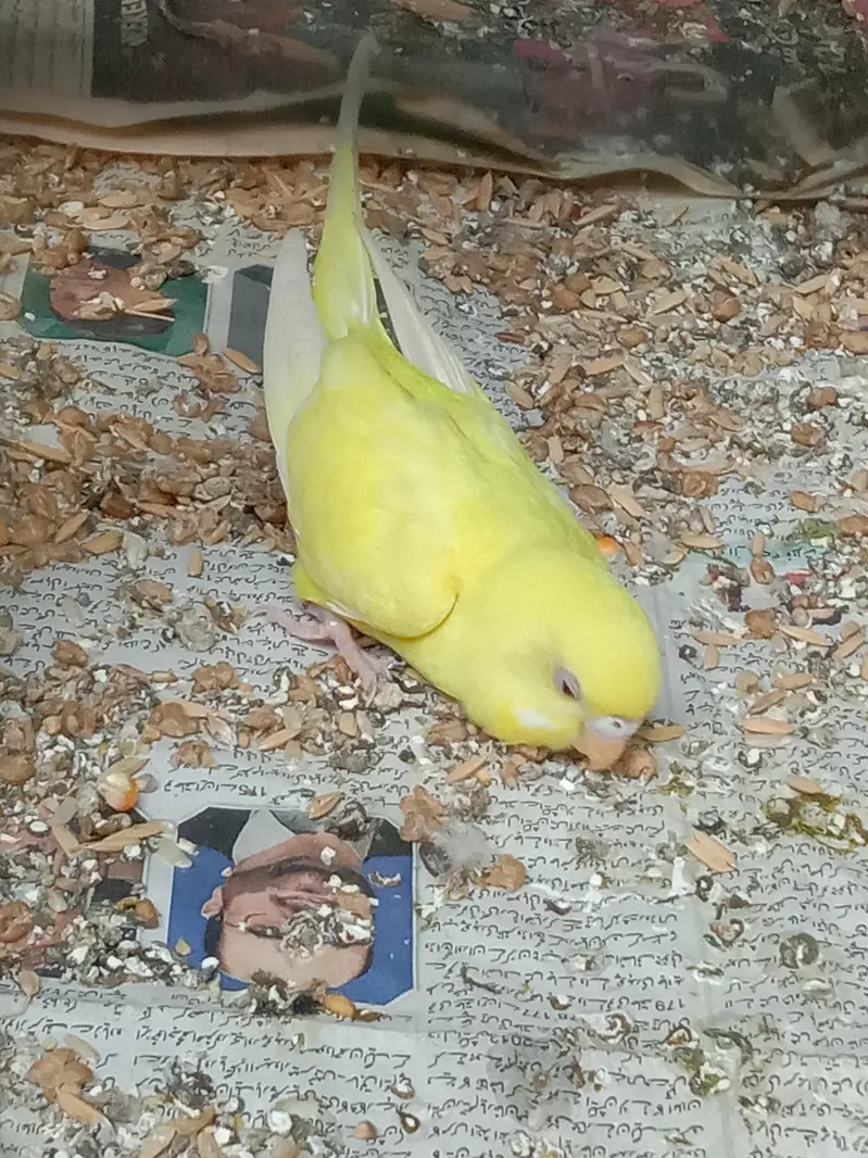 Lovebird|Budgies|Rosie colli — photo 2
