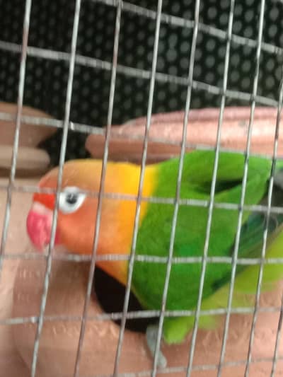 Lovebird|Budgies