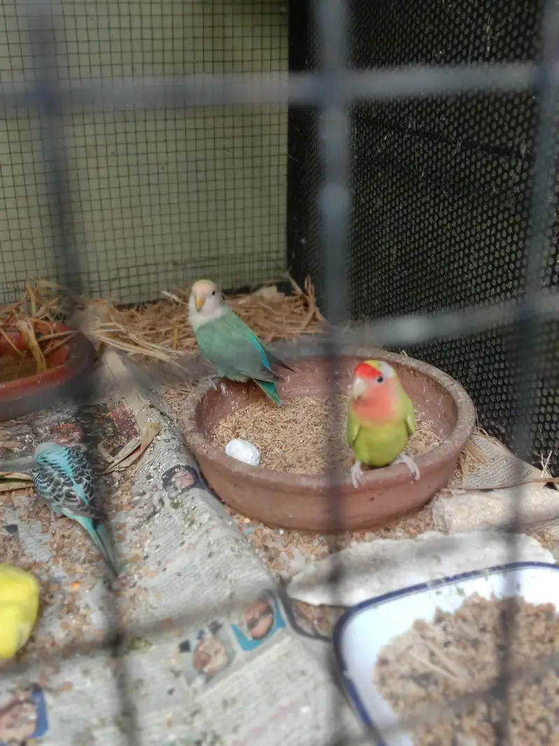 Lovebird|Budgies|Rosie colli — photo 4
