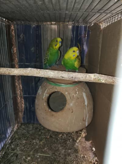 Budgies, Love Birds, Fawn Java for sale