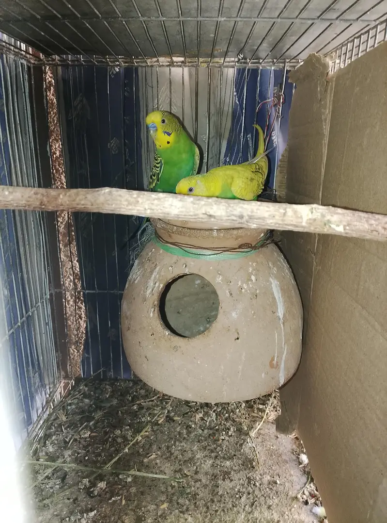 Budgies, Love Birds, Fawn Java for sale — photo 2