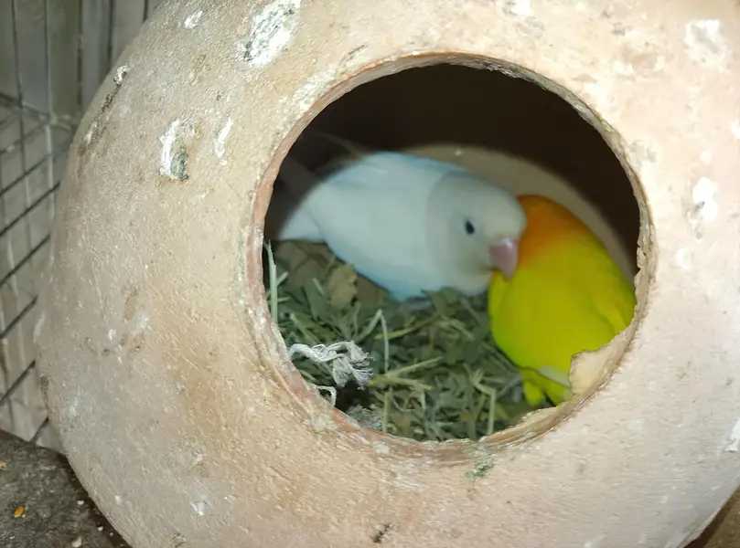 Budgies, Love Birds, Fawn Java for sale — photo 3