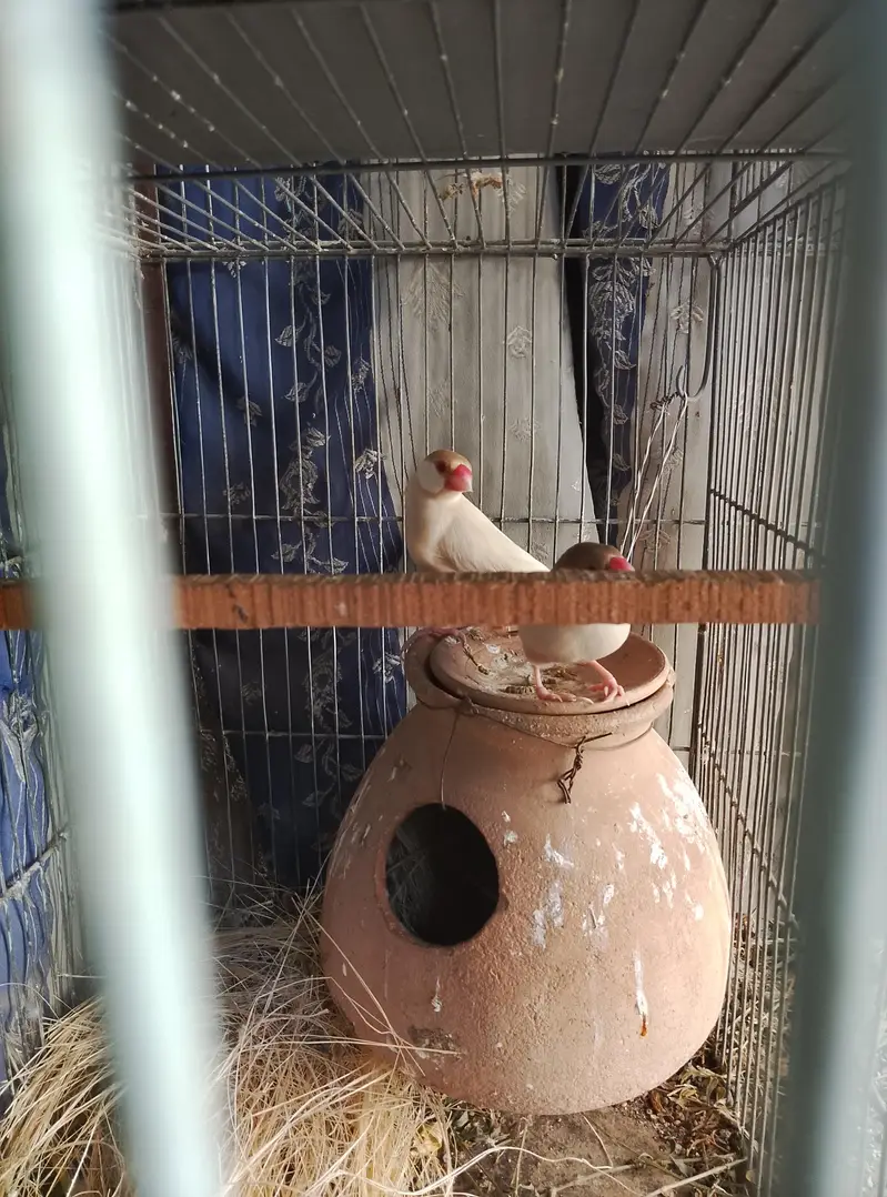 Budgies, Love Birds, Fawn Java for sale — photo 4