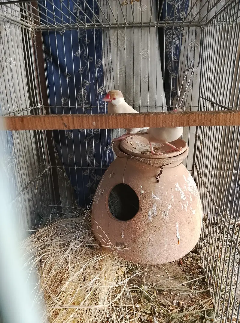 Budgies, Love Birds, Fawn Java for sale — photo 5