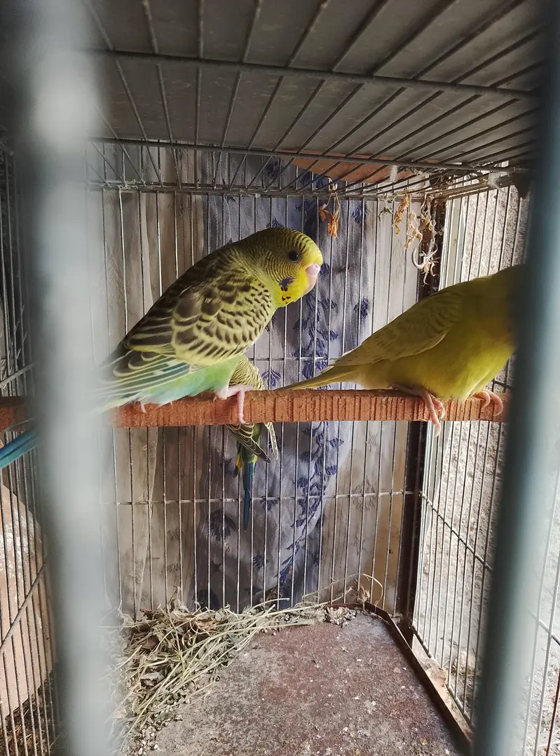 Budgies, Love Birds, Fawn Java for sale — photo 6