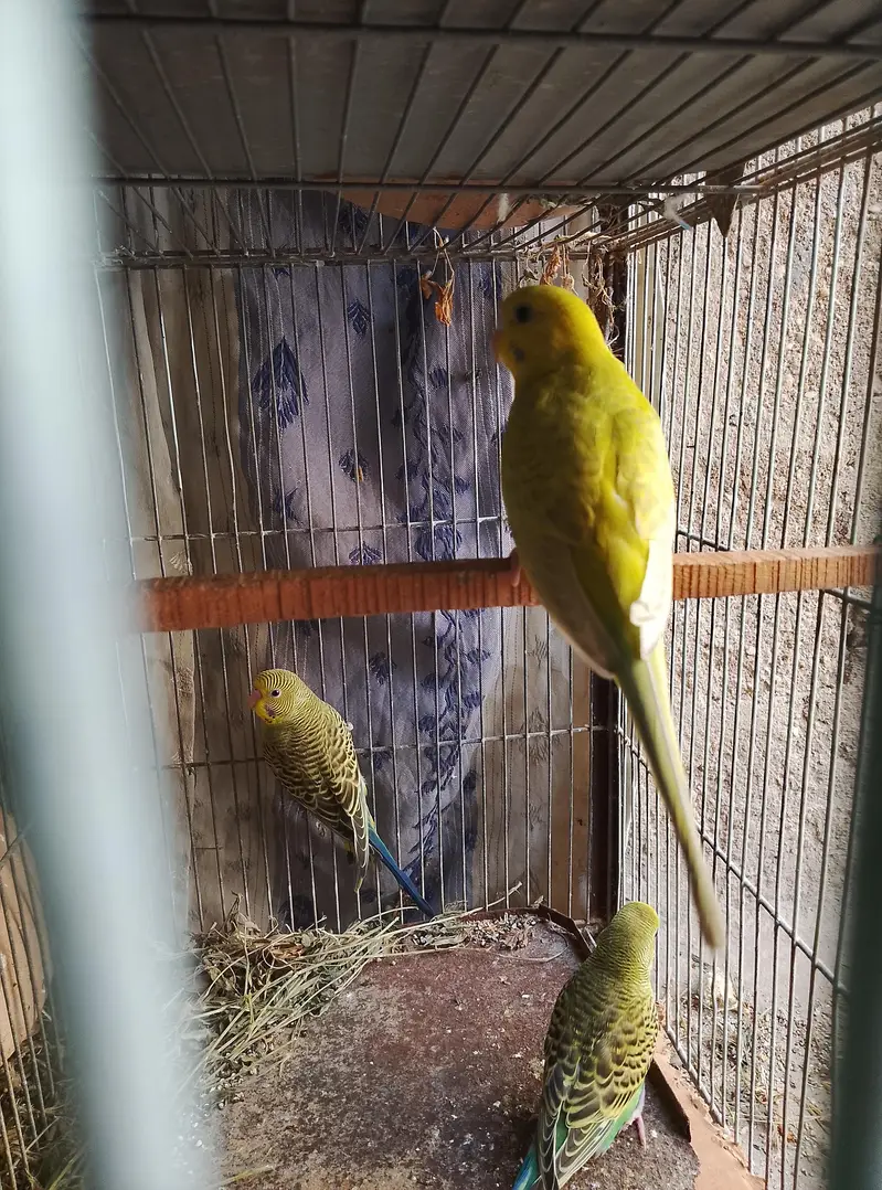 Budgies, Love Birds, Fawn Java for sale — photo 7