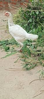 white aseel murgiyan