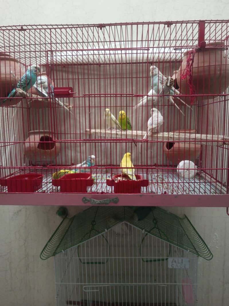 bugies with cage 0