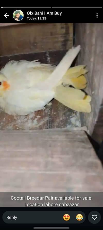Coctail Breedar Pair's & Budgies breedar pair read add