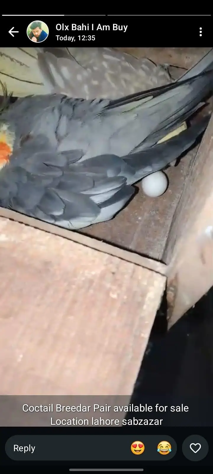 Coctail Breedar Pair's & Budgies breedar pair read add — photo 2