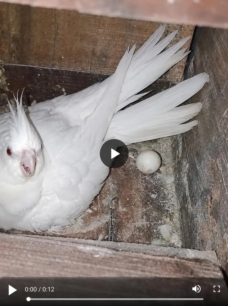 Coctail Breedar Pair's & Budgies breedar pair read add — photo 3