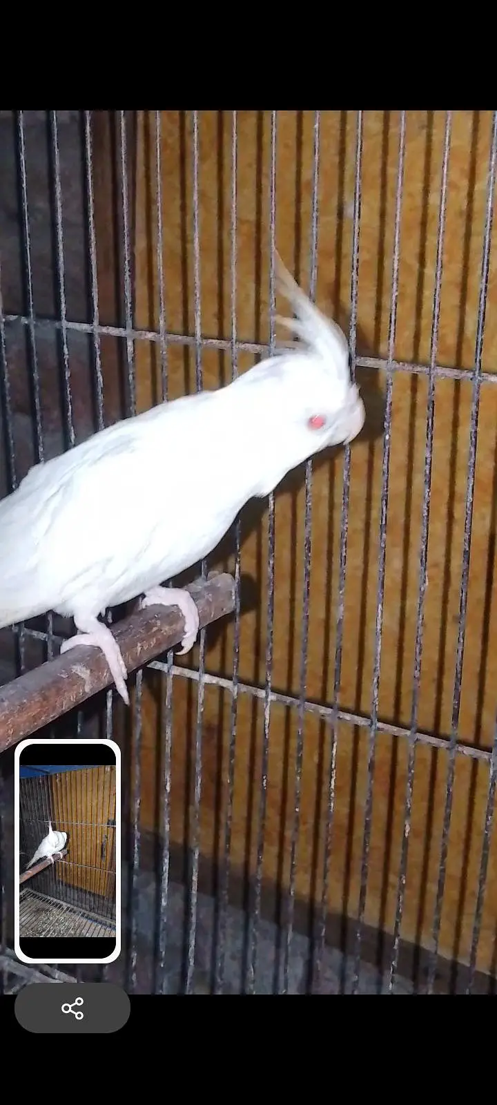 Coctail Breedar Pair's & Budgies breedar pair read add — photo 4
