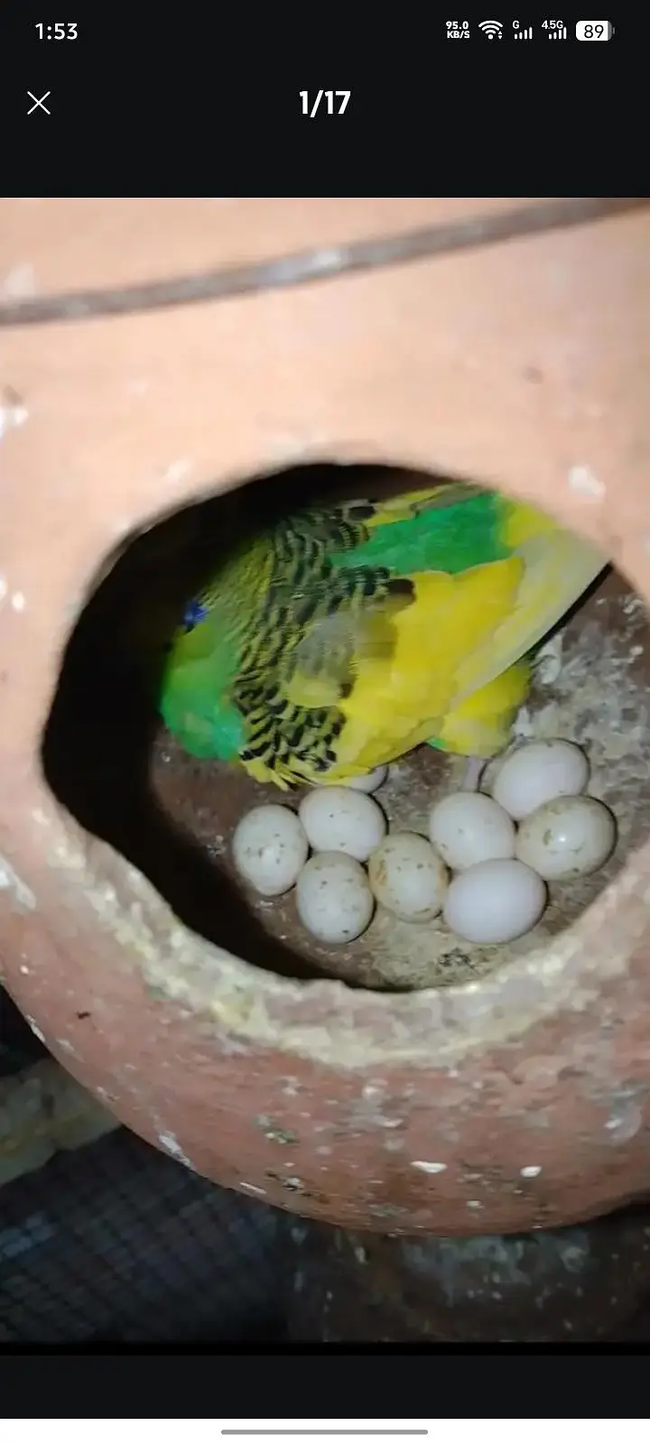 Coctail Breedar Pair's & Budgies breedar pair read add — photo 5