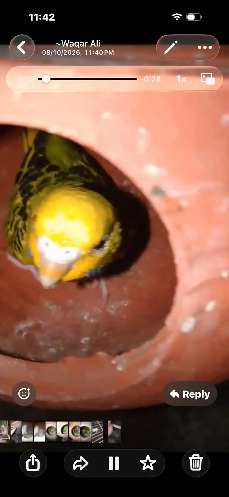 Coctail Breedar Pair's & Budgies breedar pair read add — photo 6