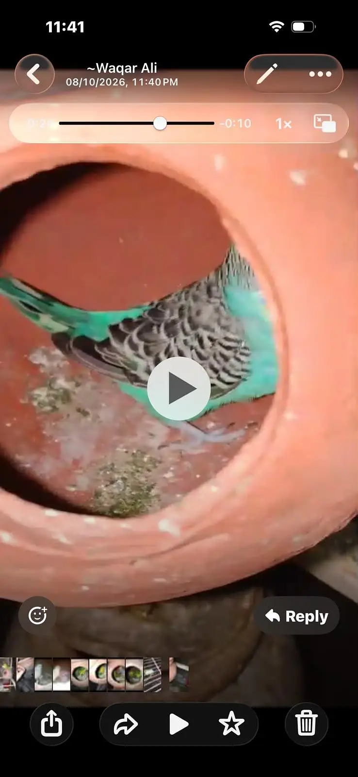 Coctail Breedar Pair's & Budgies breedar pair read add — photo 7
