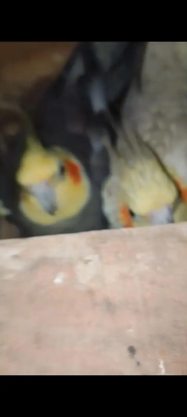 Coctail Breedar Pair's & Budgies breedar pair read add — photo 8
