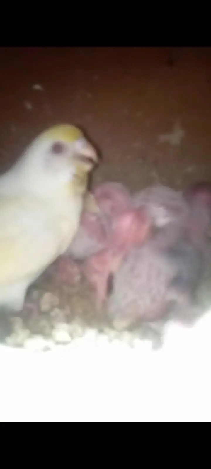 Coctail Breedar Pair's & Budgies breedar pair read add — photo 9