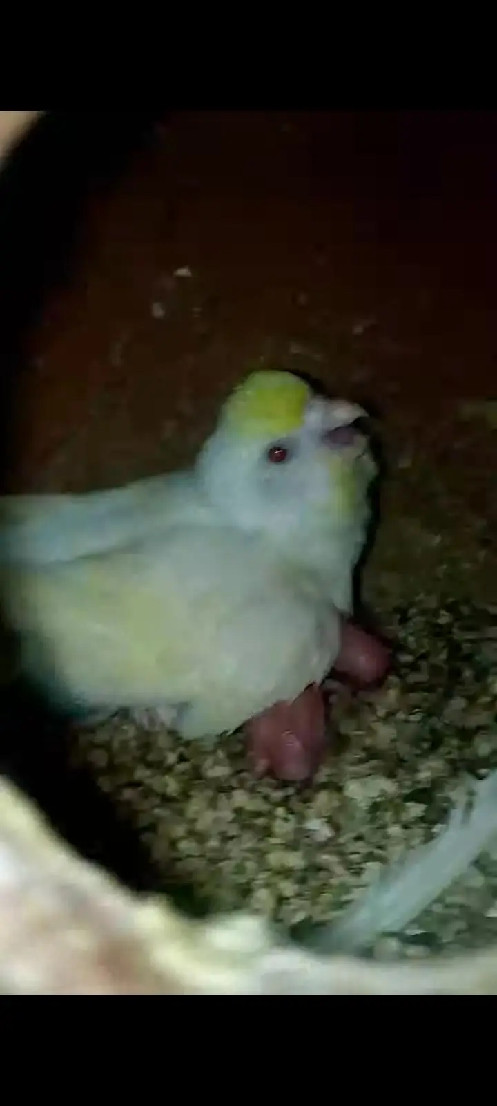 Coctail Breedar Pair's & Budgies breedar pair read add — photo 11