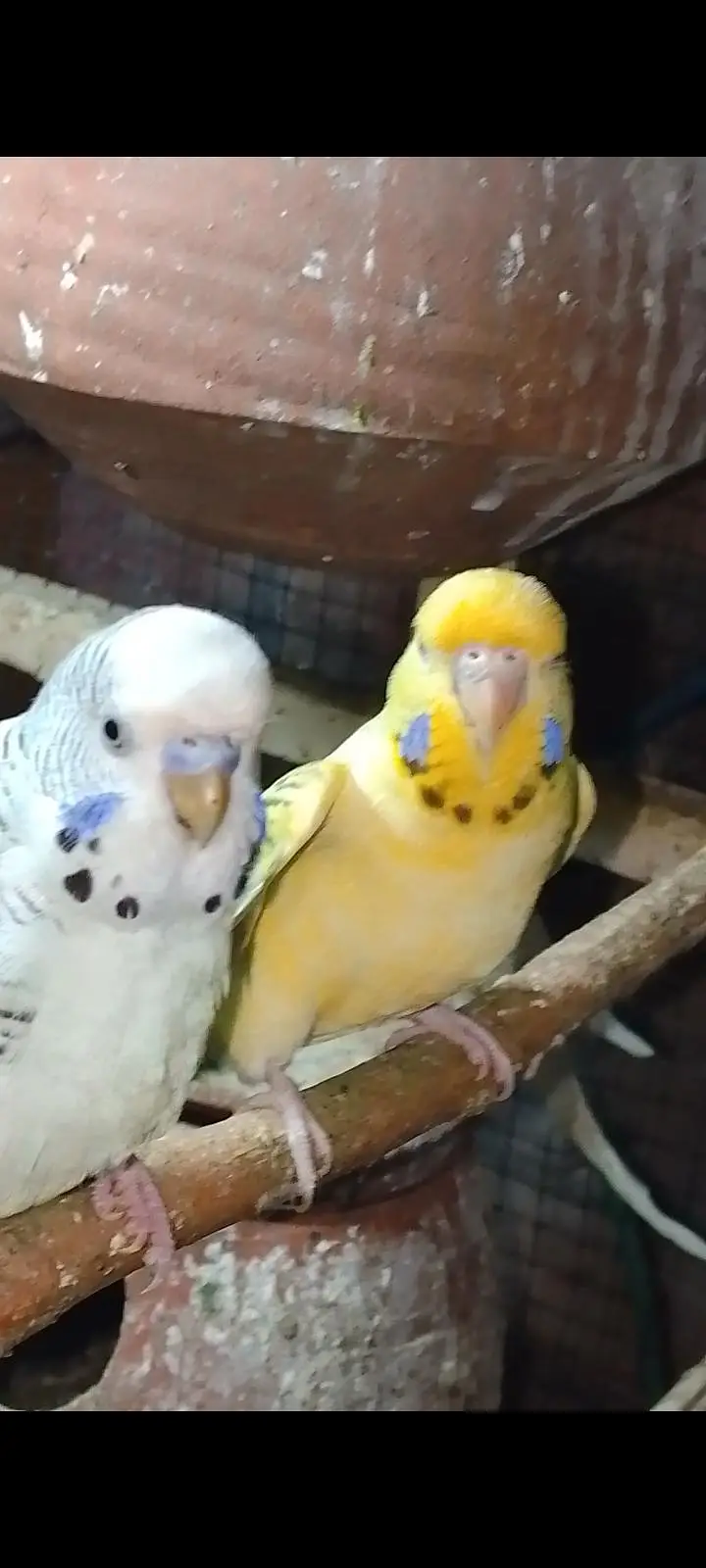 Coctail Breedar Pair's & Budgies breedar pair read add — photo 12