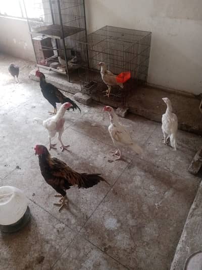 Heera Aseel pure white breed guaranteed pure aseel