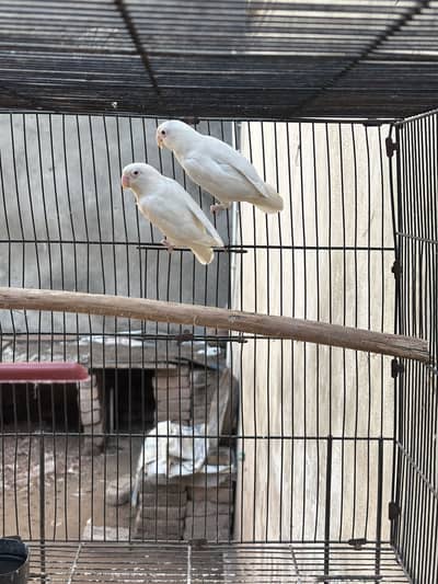 Albino red eye ( 03/30/531/28/-34 )
