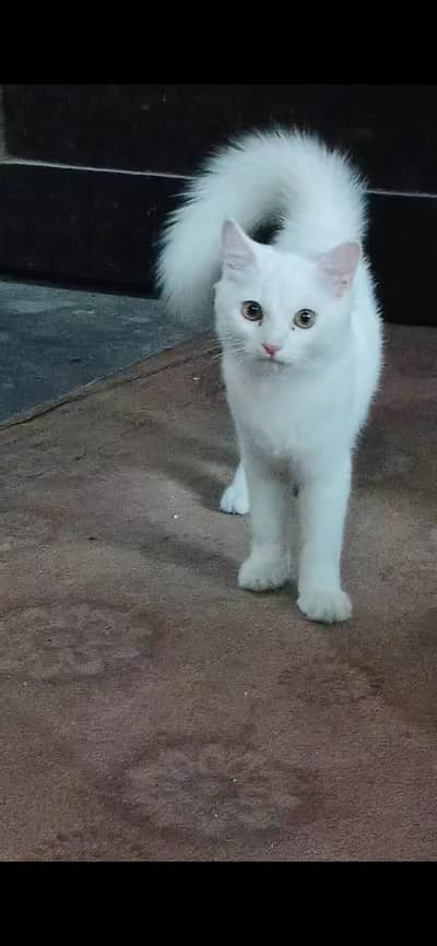 5 months white male double coated golden eyes very playful active