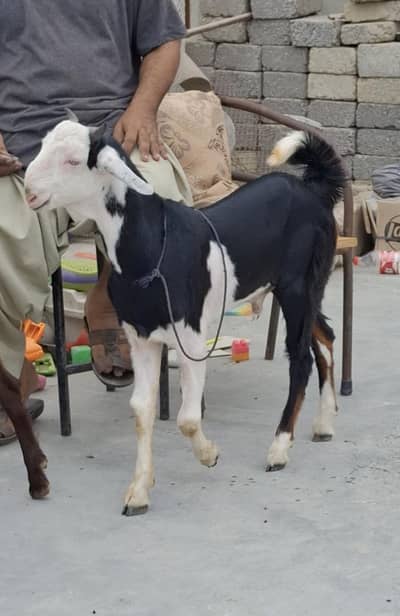 2 Bakre | bakra | Bakre k Bache