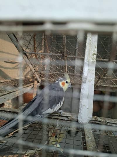 Adult Breeder Cocktail Male Available for Sale