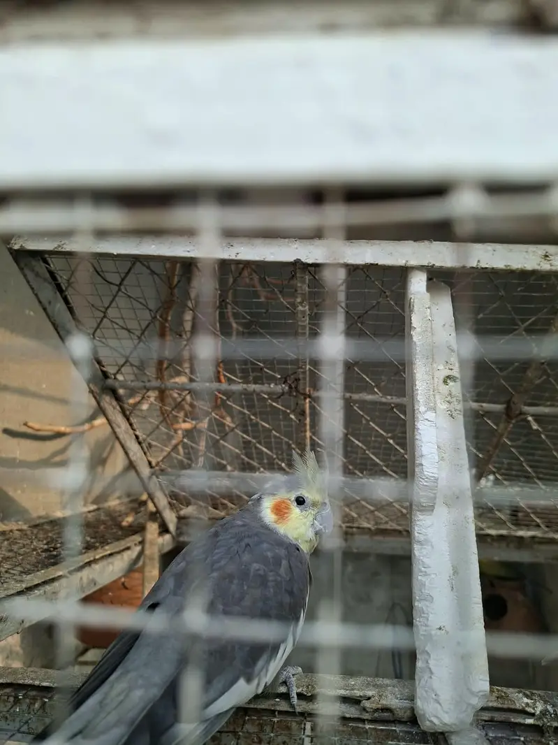 Adult Breeder Cocktail Male Available for Sale — photo 2