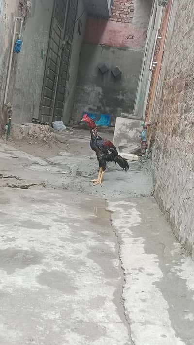 Aseel murga