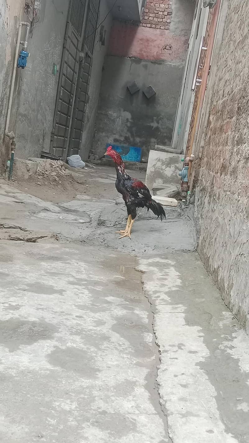 Aseel murga 0