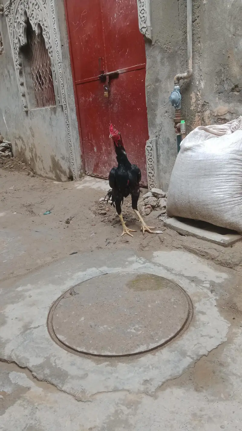 Aseel murga — photo 2