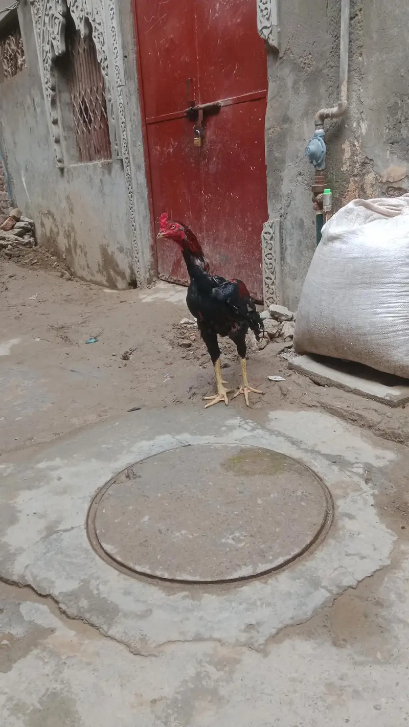 Aseel murga — photo 4