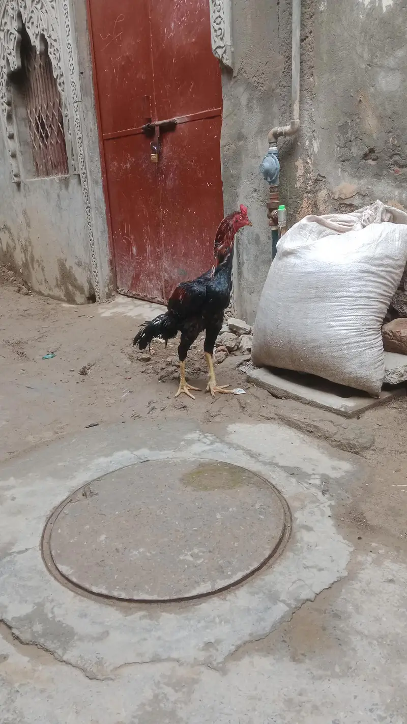 Aseel murga — photo 5