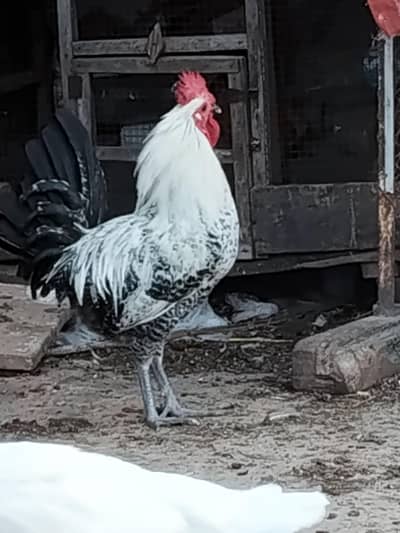Breeder pure faumi misri