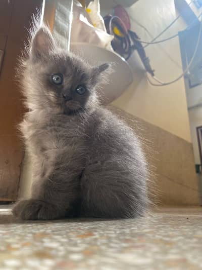 Female 3 coated Persian
