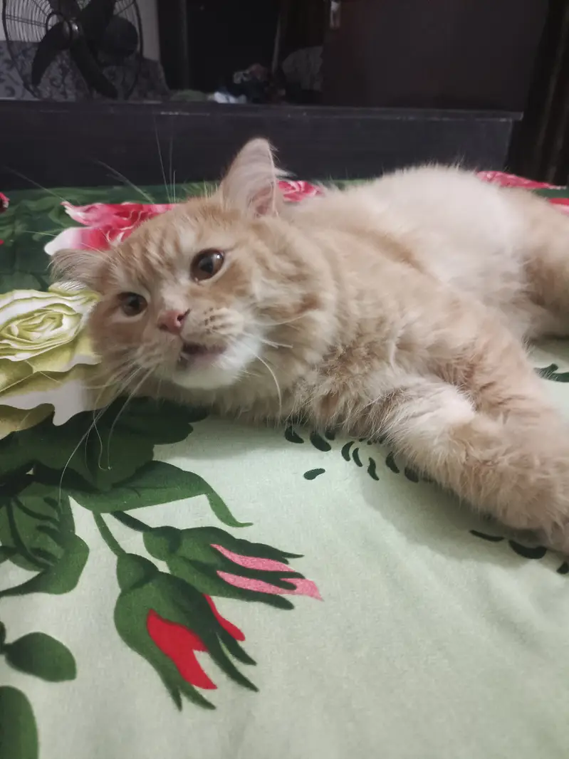 Persion cat male 8minth for sslae — photo 2