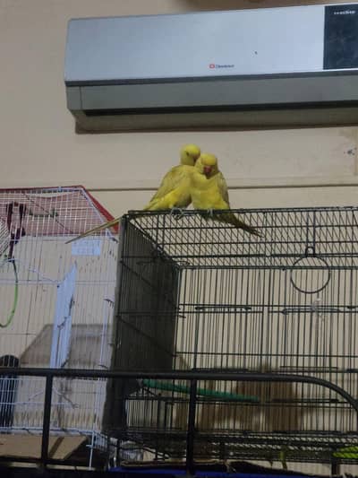 yellow ring neck pair male female hai