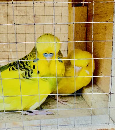Under exhibitions pair