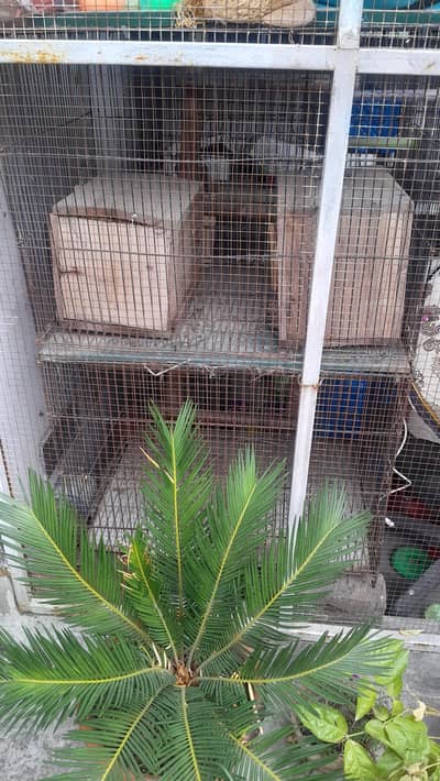 Boxes and Cages Available