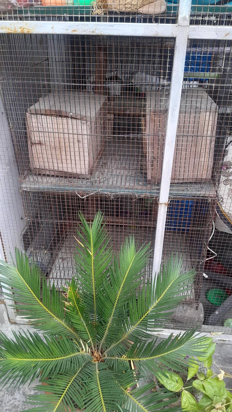 Boxes and Cages Available 0