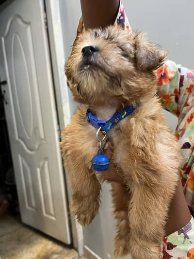 Poodle puppy for sale