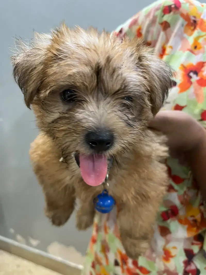 Poodle puppy for sale — photo 2