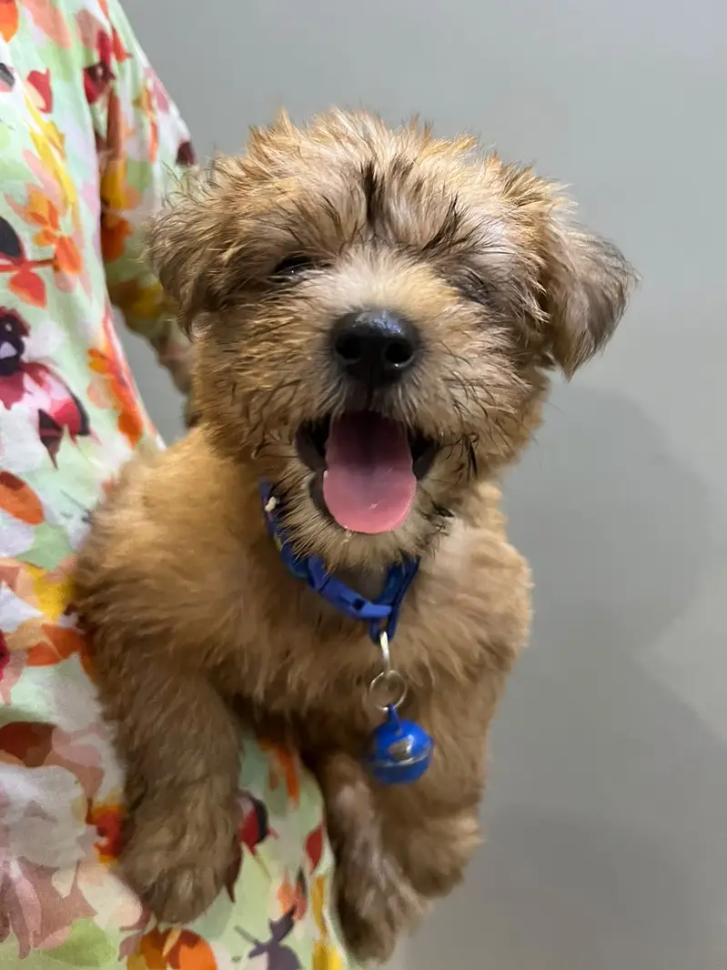 Poodle puppy for sale — photo 3