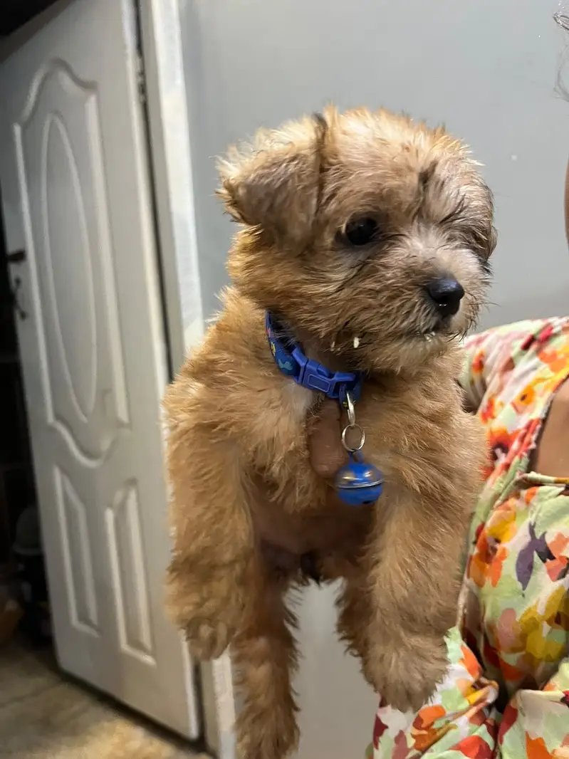 Poodle puppy for sale — photo 4