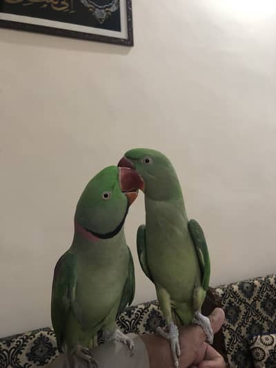 Raw pair