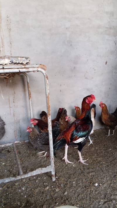 Aseel murga for sale
