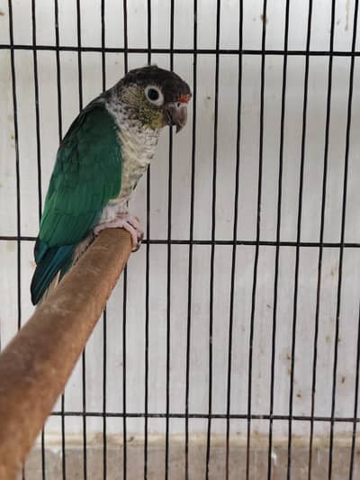 blue turquoise conure breeder male